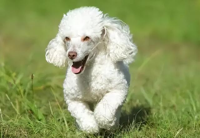 贵宾犬图片贵宾犬图片造型图片大全插图