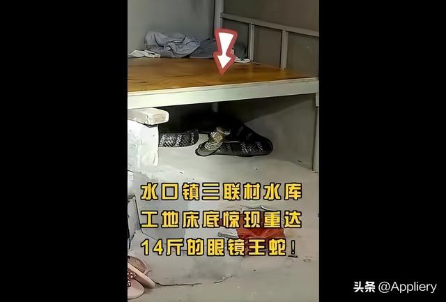 大蛇太难对付我坚持不住了有两条蛇住进了我身体插图2