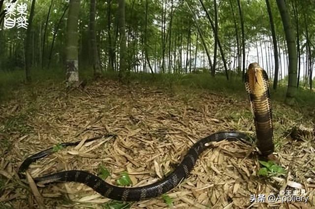 大蛇太难对付我坚持不住了有两条蛇住进了我身体插图1